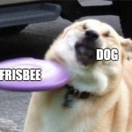 Anti-meme | DOG; FRISBEE | image tagged in dog hit by frisbee | made w/ Imgflip meme maker