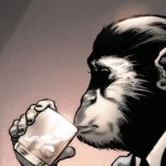 The chimpanzee drinks