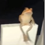 cool frog 1