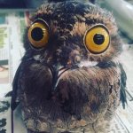 Anxious Potoo