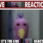 Live opila bird reaction | OMG IT’S THE LIVE                       REACTION | image tagged in live opila bird reaction | made w/ Imgflip meme maker