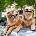 Two dogs glasses car