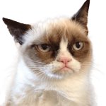 Grumpy Cat