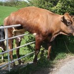 Cow on gate