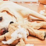 Dog with Destroyed Chew Toy