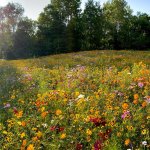 wildflower lawn