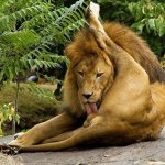 Licking himself lion