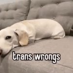 Trans wrongs