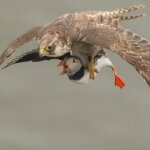 Puffin grabbed by a falcon