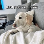 Homophobic dog
