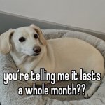 Homophobic dog meme