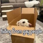 Homophobic dog