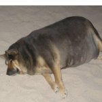 bloated dog