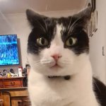 Tuxedo Cat FOV Zoom