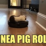 Guinea Pig Rollin