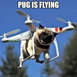 Pug Is Flying | PUG IS FLYING | image tagged in flying pug | made w/ Imgflip meme maker