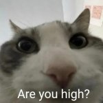 Are you high? | image tagged in are you high | made w/ Imgflip meme maker