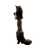 Cat With Middle Part Shaved.