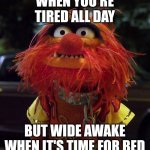 Muppet Animal | WHEN YOU'RE TIRED ALL DAY; BUT WIDE AWAKE WHEN IT'S TIME FOR BED | image tagged in muppet animal | made w/ Imgflip meme maker