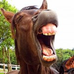 Horse laughing