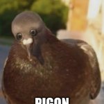 Pigon meme