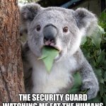 lol | THE SECURITY GUARD WATCHING ME EAT THE HUMANS AT AN ALL YOU CAN EAT BUFFET | image tagged in suprised koala,eating | made w/ Imgflip meme maker