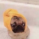 Scared pug