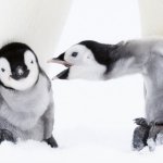 Penguin parent