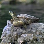 Texas Cooter Turtle