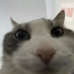 Cat In Your Camera template