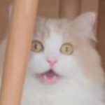 DD the Cat Jumpscare