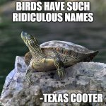 Birds Have Such Ridiculus Names   -Texas Cooter | BIRDS HAVE SUCH RIDICULOUS NAMES; -TEXAS COOTER | image tagged in texas cooter turtle,irony,opposite,slang,nature,signature look of superiority | made w/ Imgflip meme maker
