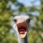 Screaming Ostrich