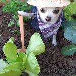 Perrito Agricultor