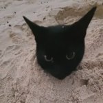 Cat buried in sand