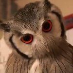 angry owl GIF Template