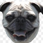 Pug