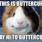 Salutations | THIS IS BUTTERCUP; SAY HI TO BUTTERCUP | image tagged in happy guinea pig | made w/ Imgflip meme maker