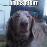 High Dog Meme | DRUGS RIGHT | image tagged in memes,high dog | made w/ Imgflip meme maker