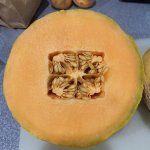 Genetically Modified Cantaloupe?