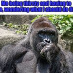 Harambe Pondering | Me being thirsty and having to pee, wondering what I should do first | image tagged in harambe pondering | made w/ Imgflip meme maker