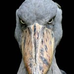 Shoebill Stork