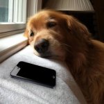 Dog waiting for a Call