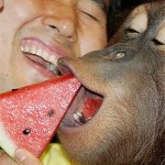 An Asian man feeding watermelon to a monkey.