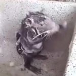 rat wash GIF Template