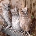 owls watching GIF Template