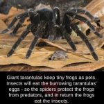 Tarantula Frog