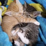 Cute cats cuddling