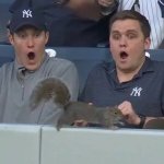 Yankee Fans Freak Out