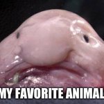 Blobfish | MY FAVORITE ANIMAL | image tagged in blobfish | made w/ Imgflip meme maker